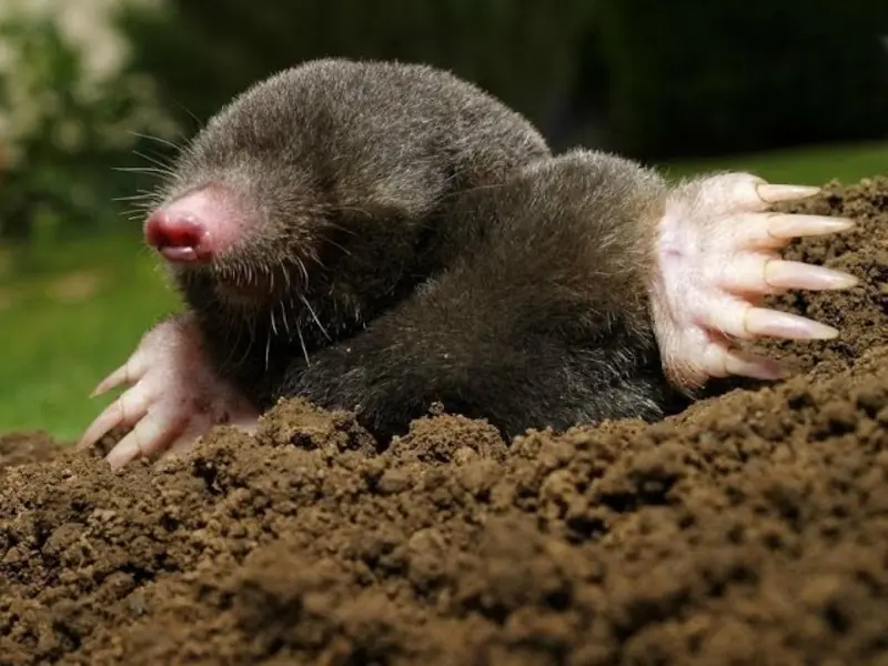 Različita humana sredstva i alati za rasterivanje krtica iz dvorišta